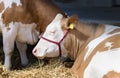 Simmental cow Royalty Free Stock Photo