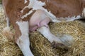 Simmental cow's udder Royalty Free Stock Photo