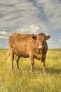 Simmental cow Royalty Free Stock Photo