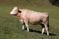 Simmental cow in Switzerland Royalty Free Stock Photo