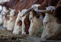 Cows eating hay in stable Royalty Free Stock Photo