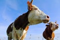 Simmental cows