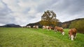 Simmental cows on meadow