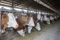 Simmental dairy cows on the farm. Dairy farm, simmental cattle, feeding cows on farm. Cows eating lucerne hay from manger on farm Royalty Free Stock Photo