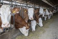 Simmental dairy cows on the farm. Dairy farm, simmental cattle, feeding cows on farm. Cows eating lucerne hay from manger on farm