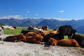 Cattle breeds in Salzkammergut, Austria