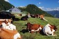 Simmental fleckvieh cattle in Austria