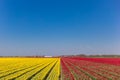 Simmetric view of a tulips field in Noordoostpolder