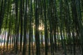 Simnidaebat bamboo forest Sunset