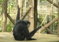 Simpanse or Chimp also known as a The chimpanzee (Pan troglodytes)