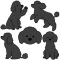 Simple and adorable black colored Poodle dog illustrations Royalty Free Stock Photo