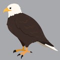 Simple and adorable flat colored Eagle illustration