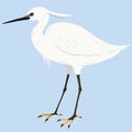 Simple and adorable flat colored Little Egret illustration