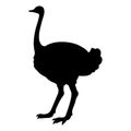 Simple and adorable flat colored Ostrich illustration in silhouette