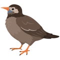 Simple and adorable flat colored White Cheeked Starling illustration