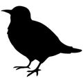 Simple and adorable flat colored White Cheeked Starling illustration in silhouette