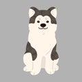 Simple and adorable flat dark colored Akita Dog sitting in front view