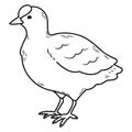 Simple and adorable Fulica atra illustration with outlines only