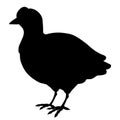 Simple and adorable Fulica atra in silhouette