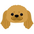 Simple and adorable illustration of Pekingese dog face flat colored Royalty Free Stock Photo