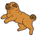 Simple and adorable illustration of Shar-Pei Dog running