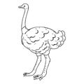 Simple and adorable Ostrich illustration with outlines only