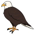 Simple and adorable outlined Eagle illustration