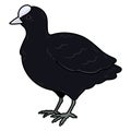 Simple and adorable outlined Fulica atra illustration