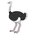 Simple and adorable outlined Ostrich illustration