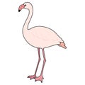 Simple and adorable outlined pink Flamingo illustration