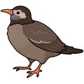 Simple and adorable outlined White Cheeked Starling illustration