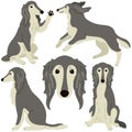 Simple and adorable Saluki dog illustrations flat colored