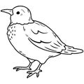 Simple and adorable White Cheeked Starling illustration with only outlines