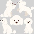 Simple and adorable white colored Poodle dog illustrations flat colored