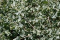 ATRIPLEX LENTIFORMIS LEAF - CORRAL CANYON MRCA - 031221 D