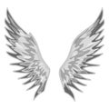 simple angel bird wings black and white paint new