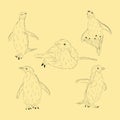 Simple Animal Adelie Penguin. Hand Drawn Sketch Set