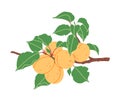 Simple Apricot Tree Branch with Orange Fruits