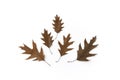 Simple autumn arrangement, minimalistic fall composition. Beautiful brown oak autumn leaves on white background. Creative autumn Royalty Free Stock Photo