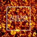 Simple autumn background. Yellow maple leaves covered the ground. Royalty Free Stock Photo