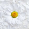 Simple background of soft white flower petals with a single perfect daisy with a vibrant yellow center Royalty Free Stock Photo