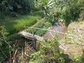 Simple bamboo bridge