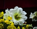 White Hollyhock Close Up with Delicate Yellow Flowers