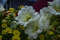 White Hollyhocks with Delicate Yellow Flowers