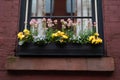 Beautiful Window Sill Flower Box with Colorful Flowers during Spring on an Old Brick Home in Greenwich Village of New York City Royalty Free Stock Photo