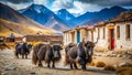 A Simple Beauty Exploring a Tibetan Village in China Featuring Handmade Yaks and Stunning Minimalist Scenery Royalty Free Stock Photo