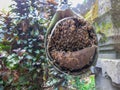 A simple bee hive made of bamboo trunk and coconut. The bees crawl into the hive with holes in the coconut. Tropical garden