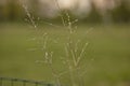 A simple blade of grass flies