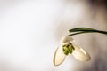 Simple blossoming snowdrop from worms eye view Royalty Free Stock Photo