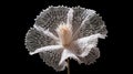 Simple Bobbin Lace Carnation On Dark Background